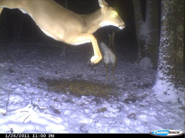 Took this picture right after the first snow of the year, and the deer were feeling a little frisky.