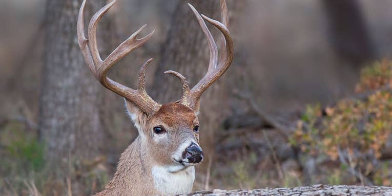 Don’t Wait For November To Kill a Rutting Buck