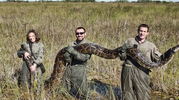 Everglades Pythons Consume Deer, Alligators, and Other Large Species