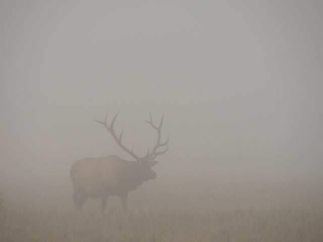 Driving through Yellowstone on a very foggy morning I thought I caught a glimpse of antlers in a field we had driven by. We turned around and had the privilege of seeing the rest of this magnificent animal as well.