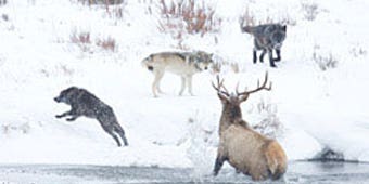 Bull Elk Takes On a Wolf Pack