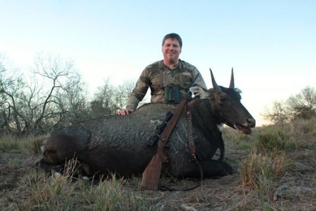 Nilgai Hunting in Texas Is Tougher and More Fun Than You Probably Think