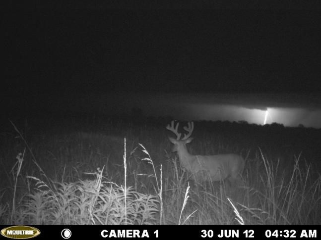 The only time I've ever seen lighting in a trail cam picture