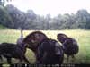 turkeys caught on trail camera