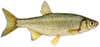 whitefish live bait for northern pike