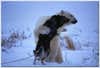 <strong>Polar Opposites</strong><br />
National Geographic photographer Norbert Rosing caught this unusual encounter in Canada's Hudson Bay, between a playful polar bear and a frisky sled dog. The bear reportedly returned every night for a week to play with the dog. True or false?