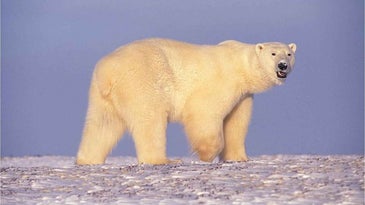 Polar Bears Terrorizing Group of Arctic Scientists