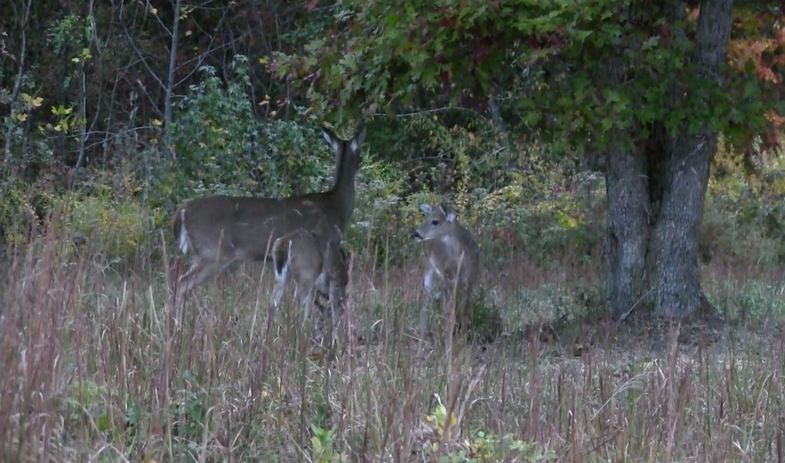doe and fawns