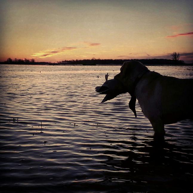 This is picture was taken in NE arkansas on Jan 18, 2013. We had been on an evening hunt and as shooting time ended I got this imag of my dog Buffy on her way back to the duck shack.