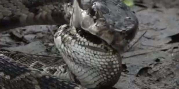 Video: Cottonmouth Takes Down Rattlesnake