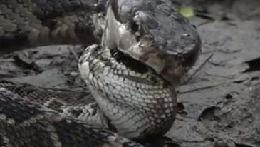 Video: Cottonmouth Takes Down Rattlesnake