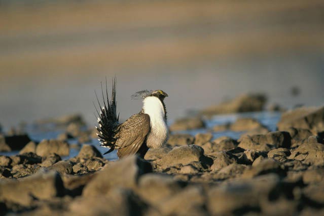 male sage grouse performing mating ritual