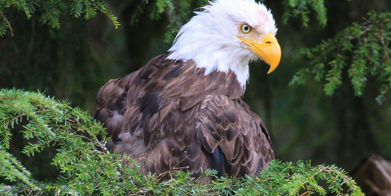 Feds Drop Lawsuit Against Indian Tribe’s Killing Bald Eagles