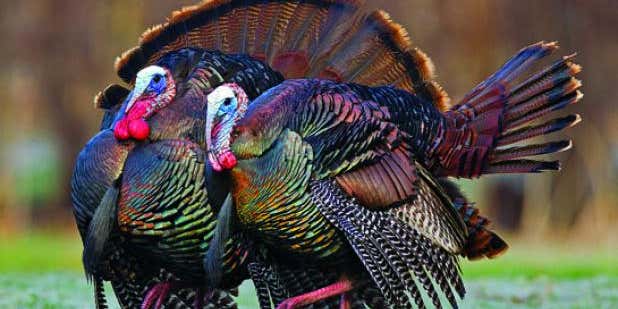 Turkey Tip: Tagging Late-Season Toms That Travel in Pairs