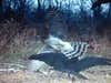 Pictures shows, I believe it is a red tail hawk, attacking a group of crows right in front of my game cam!