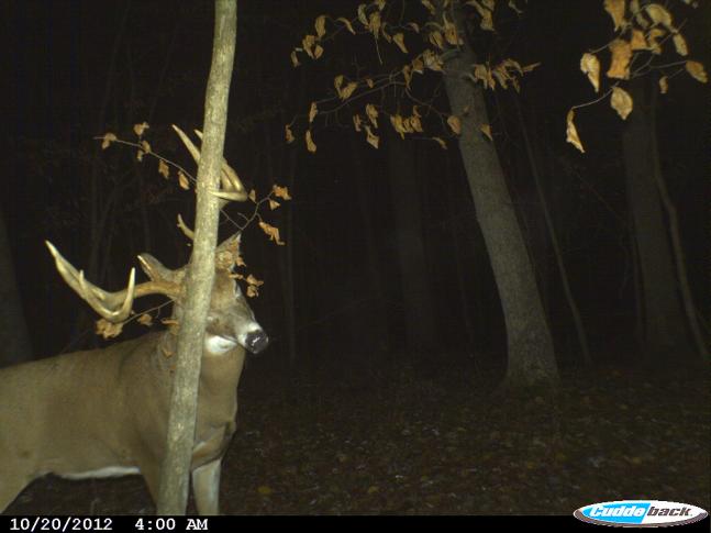 I shot and missed this deer at 33 yards, a day later he is mocking me in front of the camera.