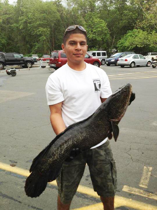 When bass fisherman Juan Duran pulled an 18-pound northern snakehead from a tributary creek of the Potomac River on May 6, media reports hailed the potential world-record catch as just one more sign that this Asian invader is a ferocious "Frankenfish," a freakish monster capable of wreaking havoc in American waters. Yet Duran and others who fish the Potomac see a different possibility, one decidedly at odds with the alarming scenarios sketched out by some fisheries experts when snakeheads were discovered in a Crofton, Maryland, pond in 2002. They see a world in which snakeheads not only coexist with bass and other highly valued game fish, but also rival them for the thrills they provide--on a rod and on a plate. __ <em>Photo courtesy of Juan Duran</em>