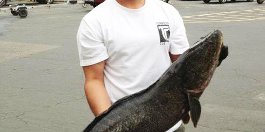 Photos: Potential World Record Snakehead Caught in the Potomac River