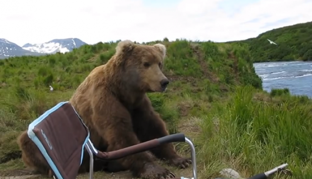 Video: Grizzly Gets Way Too Close to Photographer