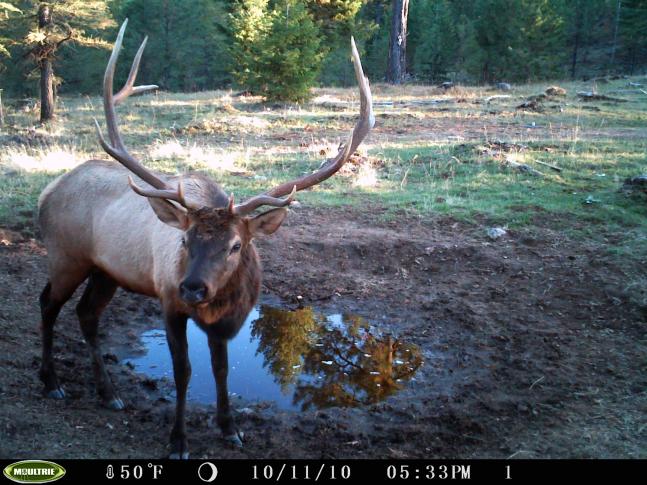This nice bull posed well for me one day. This happened to be a couple of weeks prior to the first hunting season and as far as I know he survived all the different seasons. Hopefully, I can catch him on film this year again.