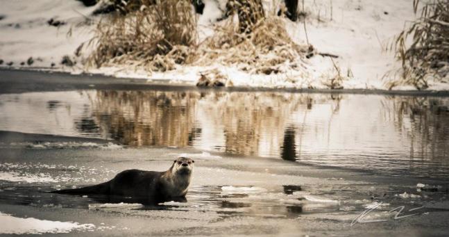 An otter set up a winter home on a local trout fishing pond. Near Kamiah Idaho.