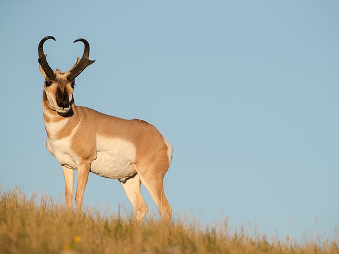 <em><strong>Western View</strong>: A big pronghorn buck provides a slightly quartering shot on the open prairie.</em>