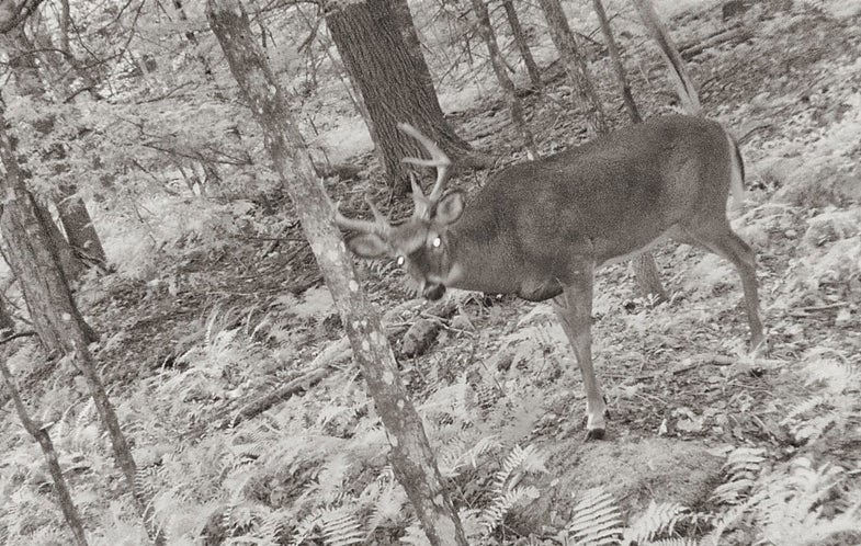 Whitetail Hunting photo