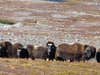 musk ox caribou hunting in greenland