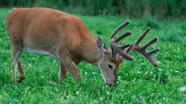 Four Natural Early-Season Foods That Deer Love