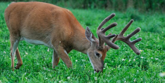 Four Natural Early-Season Foods That Deer Love