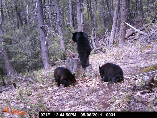 I got this shot of some bears looking for something to eat.