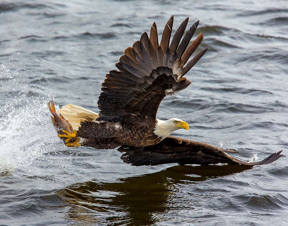 an american bald eagle catching a fish