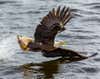 an american bald eagle catching a fish