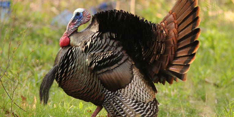 Poll: What’s Your Go-To Turkey Call?