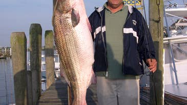 Huge Rhode Island Striper Misses World Record by One Pound