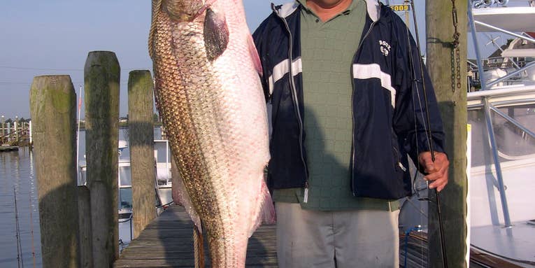 Huge Rhode Island Striper Misses World Record by One Pound