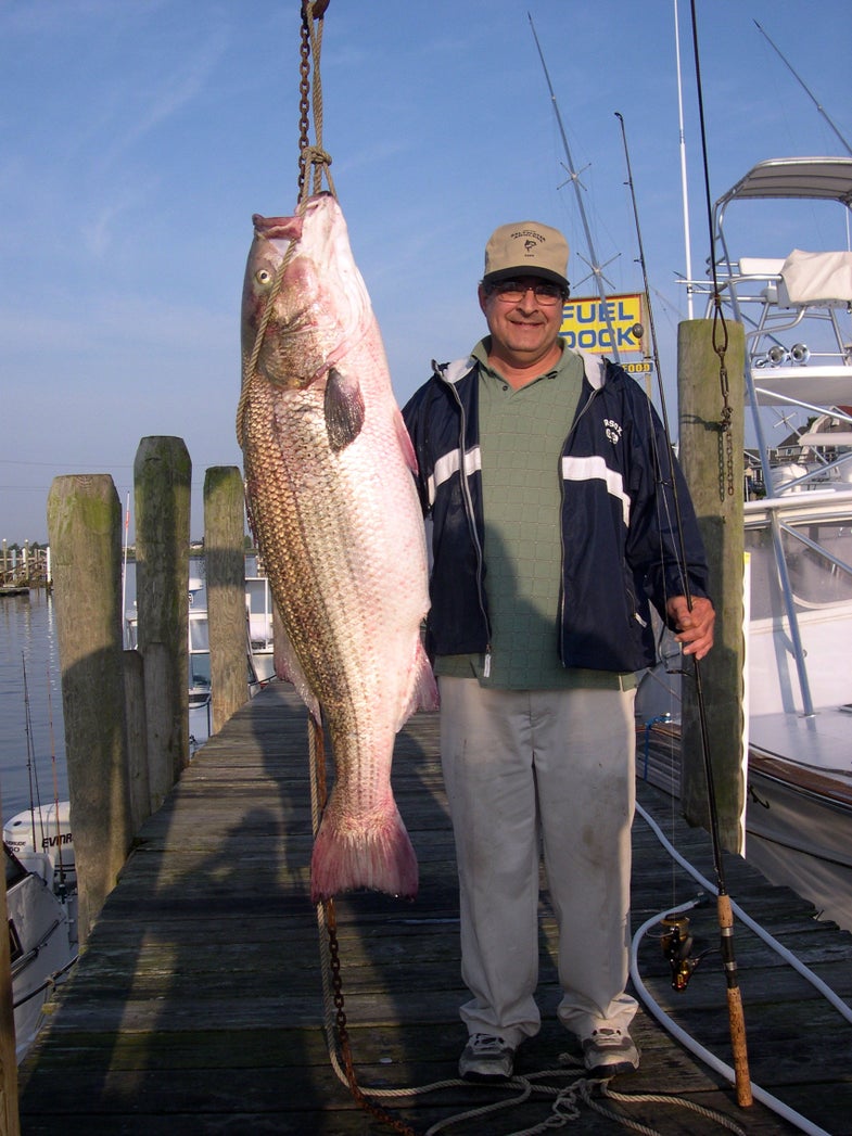 <strong>For the second time in three years</strong>, striper fisherman Peter Vican has set a new Rhode Island state record for striped bass--and this time he missed the world record by only a pound. Fishing in the Atlantic Ocean off Block Island, Vican, of East Greenwich, hooked the 77.4 pound striper at 3:30 a.m. June 19, besting by a half-pound the state record he set himself in 2008.