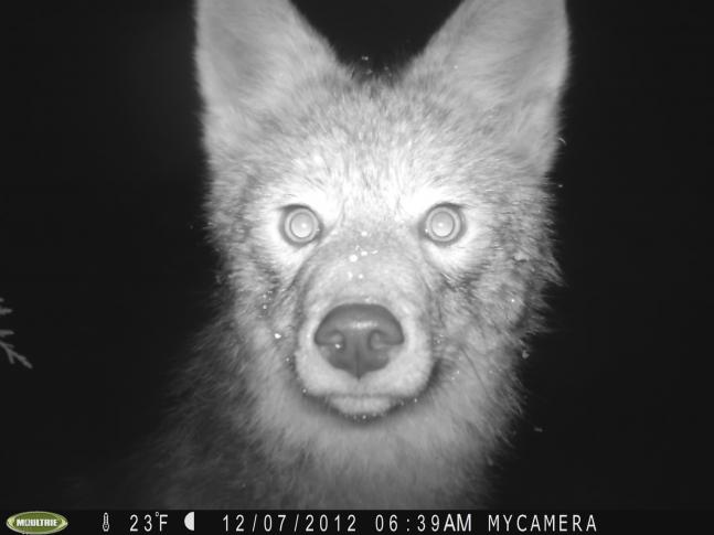 Trail Cam photo of a snowy Coyote I got watching a whitetail scrape in North Central Idaho.