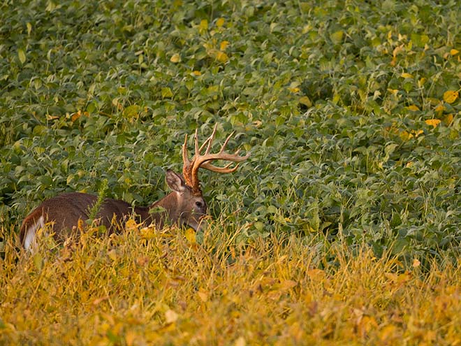 A large whitetail deer stalks through a field of tall food plants.