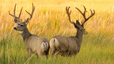 Colorado Cuts 50K Tags as Deer Population Declines