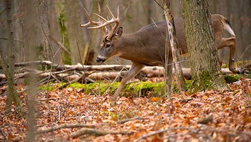 Whitetail Deer: Bump and Hunt Tactics for the Unkillable Buck