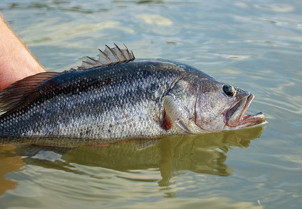 summer lunker bass fishing