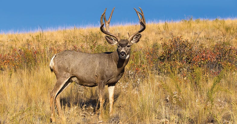 Play Dumb: Make the Shot By Recognizing a Mule Deer’s Fatal Flaw