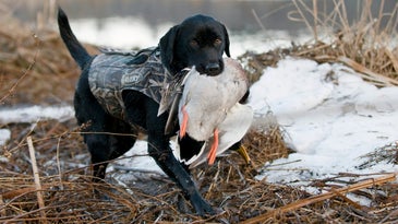 The Most Common Gun-Dog Myths—Debunked