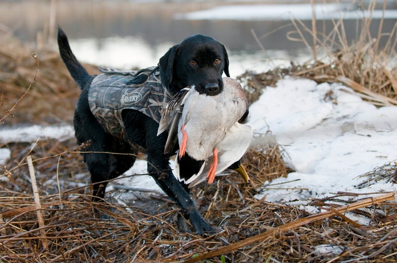 Hunting Dogs photo