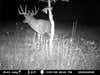 Awesome Whitetail........ trail cam shot taken at my buddy's spot in lake County IL.--My buddy John "Black Bear" Hoffman shot the brother of this monster just days before this cam shot, from the ground no less !!!