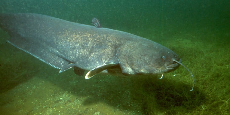 Is the Loch Ness Monster Just a Giant Catfish?