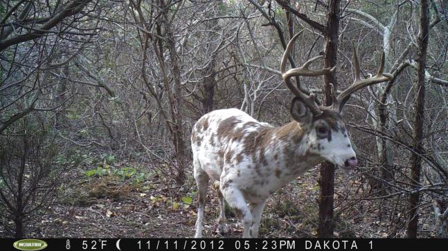 I have observed this deer for the last three hunting seasons. He is at least 3.5 years old.