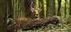 ohio whitetail buck shaded woods