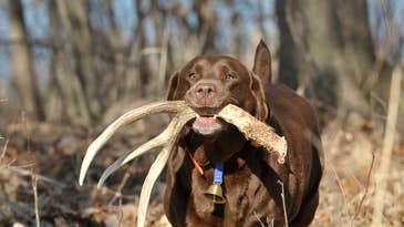 Teach Your Dog To Find Sheds